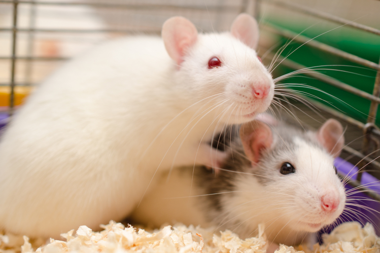 2 rats 2 rats
