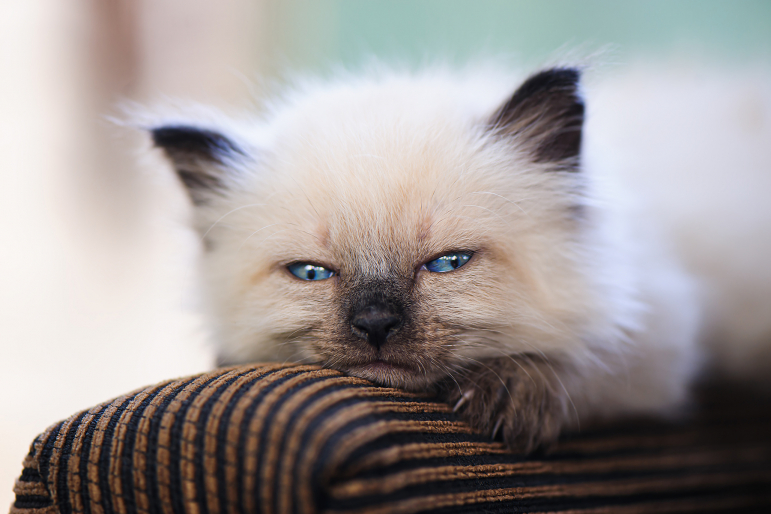 castrer-chat-age castrer-chat-age