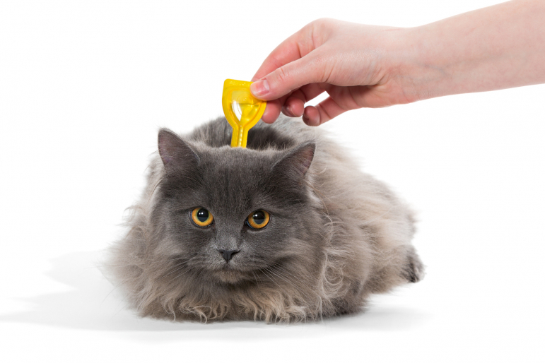 chat recevant un produit anti-puces chat recevant un produit anti-puces