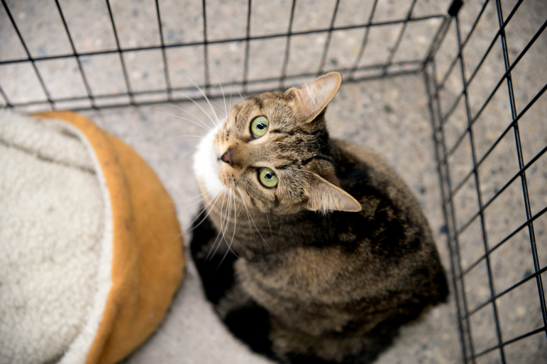 chat dans un refuge chat dans un refuge