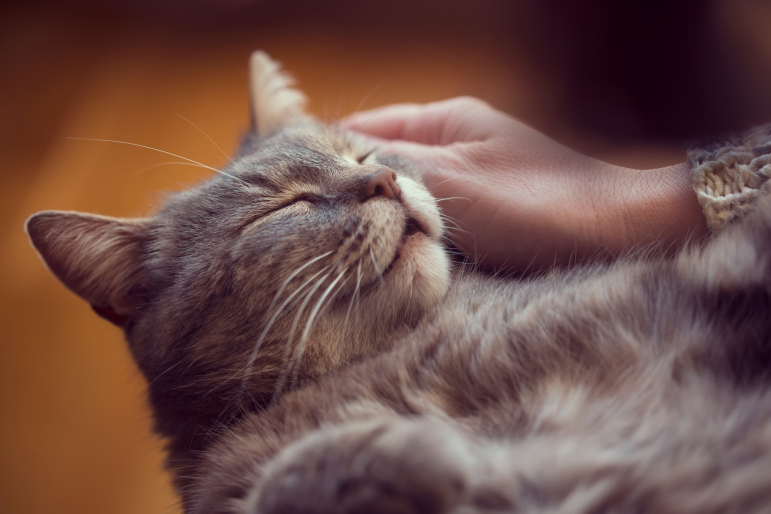 chat ronronnement chat ronronnement