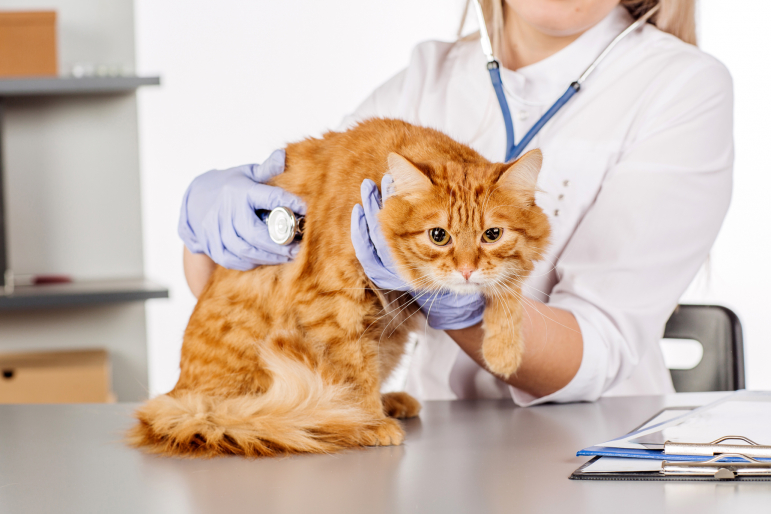 chat roux malade chez le véto