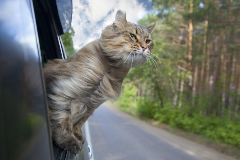 chat sortant la tête de la voiture chat sortant la tête de la voiture