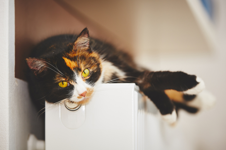 chat sur un radiateur chat sur un radiateur
