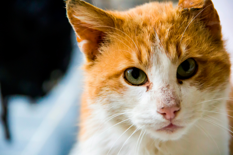 découverte chat