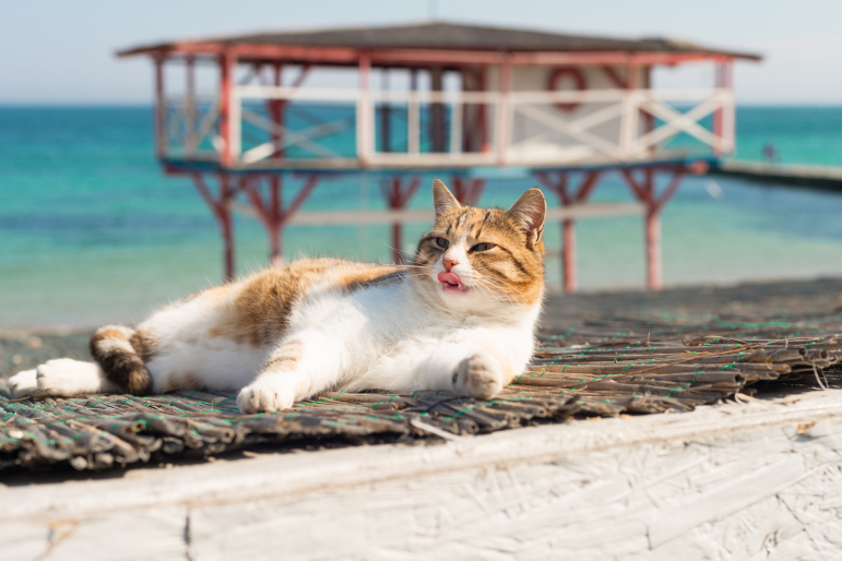 chat en vacances chat en vacances