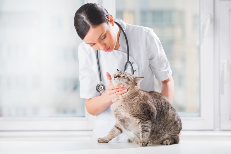 vétérinaire avec un chat