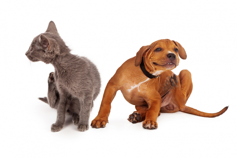 chaton et chiot qui se grattent chaton et chiot qui se grattent