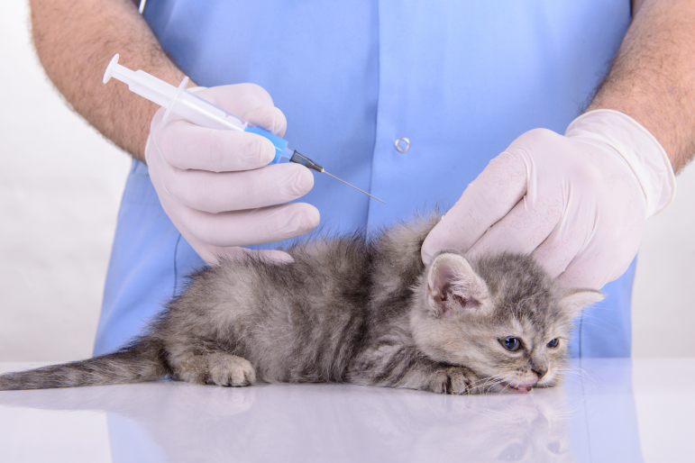 chaton recevant de l'insuline