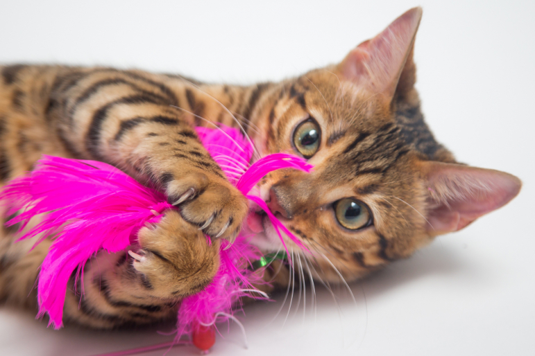 chaton jouant avec des plumes roses