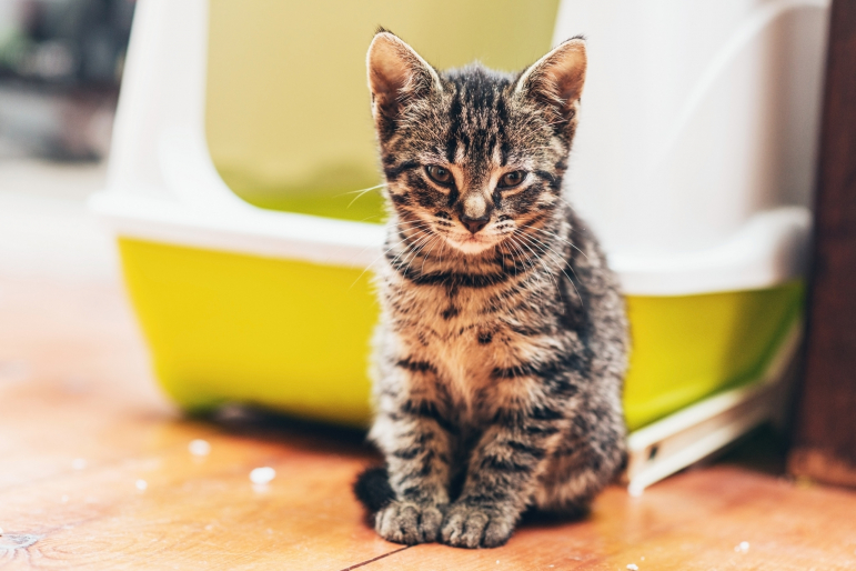 chaton litière chaton litière