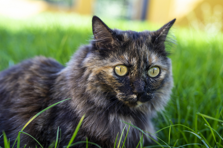 chats-protection-faune chats-protection-faune