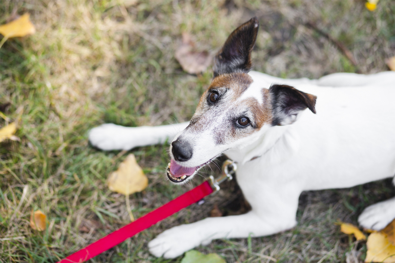 chien-laisse-conseil chien-laisse-conseil