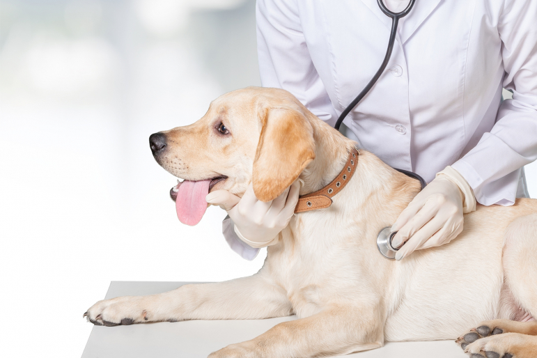 bébé labrador chez le vétérinaire bébé labrador chez le vétérinaire