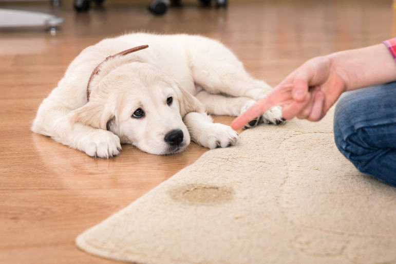 bébé chien qui a fait pipi sur le tapis