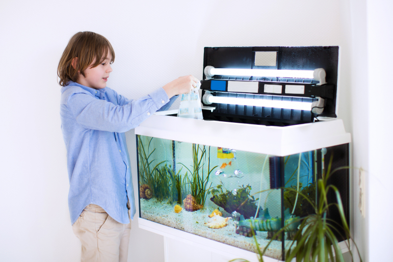 enfant introduisant poissons dans aquarium
