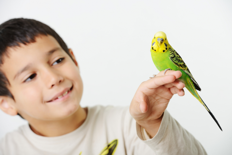 enfant tenant une perruche enfant tenant une perruche