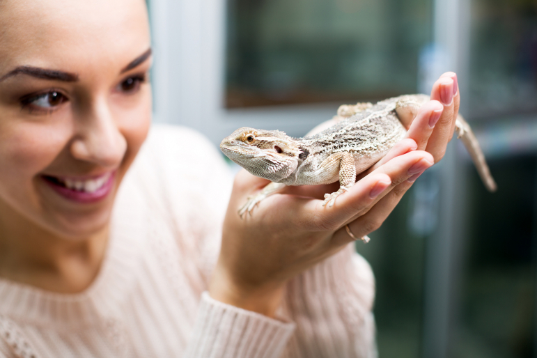 femme regardant un pogona femme regardant un pogona