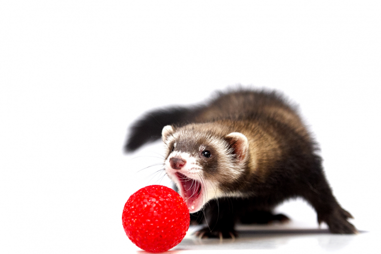 furet jouant à la balle