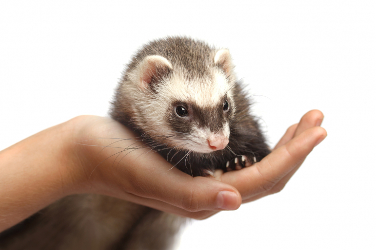 furet dans la main