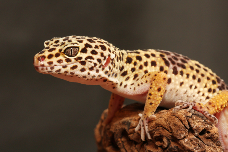 gecko léopard gecko léopart