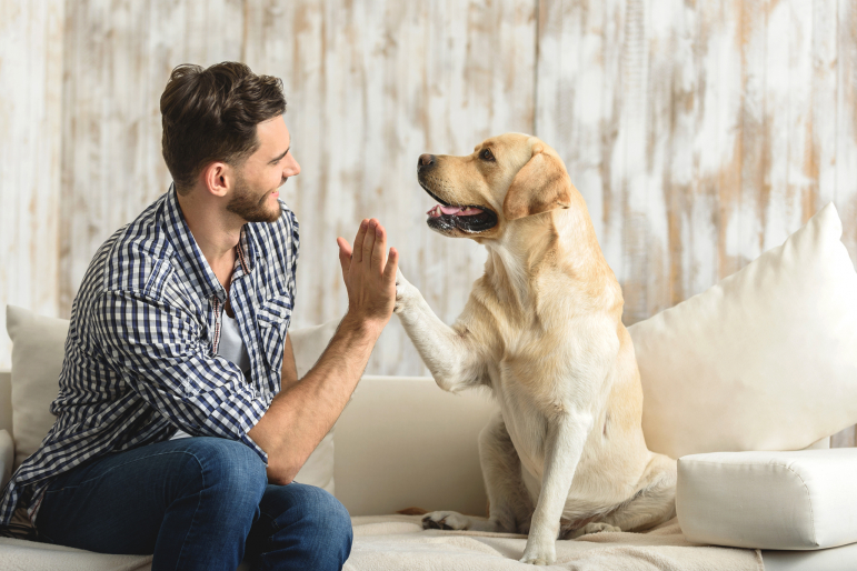 homme faisant un high five à un labrador sur un canapé