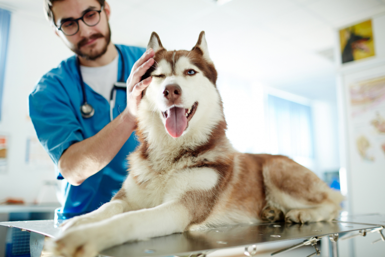 husky chez le vétérinaire husky chez le vétérinaire