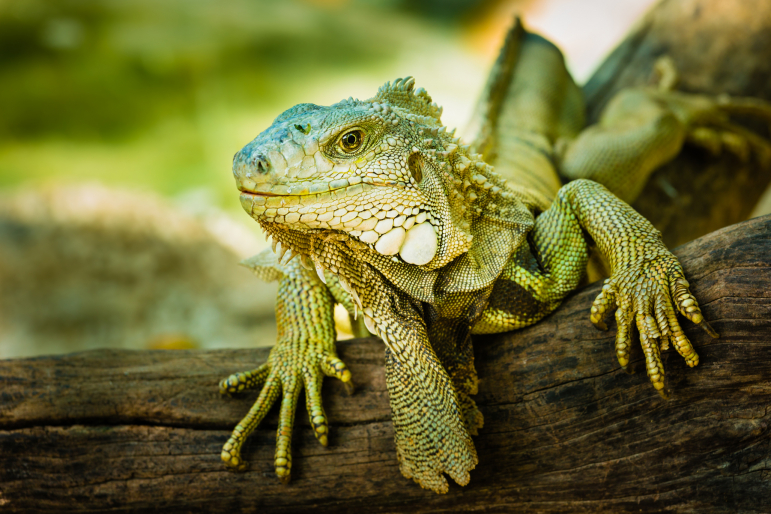 iguane iguane