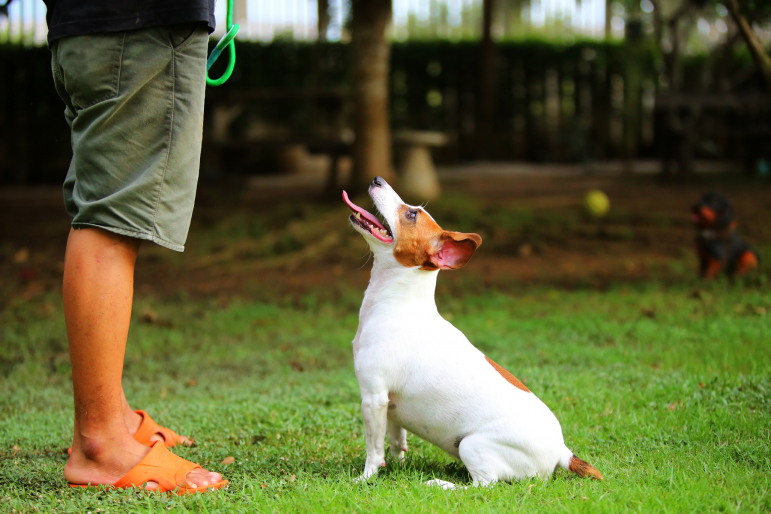 Jack russel regardant son maître Jack russel regardant son maître