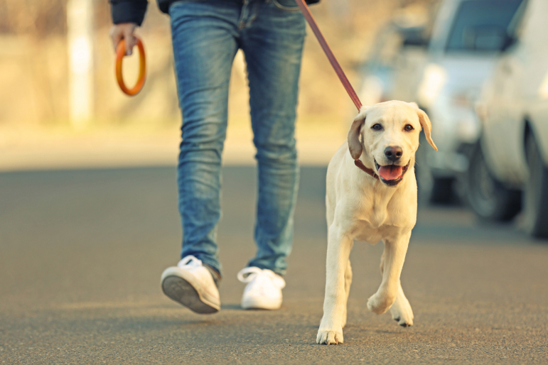 jeune labrador en balade avec son maitre