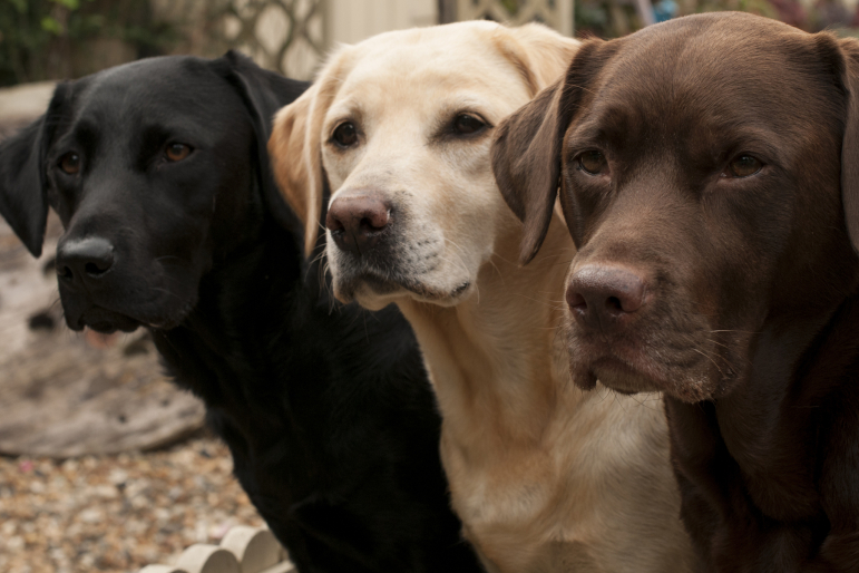 3 labradors : noir, beige, chocolat