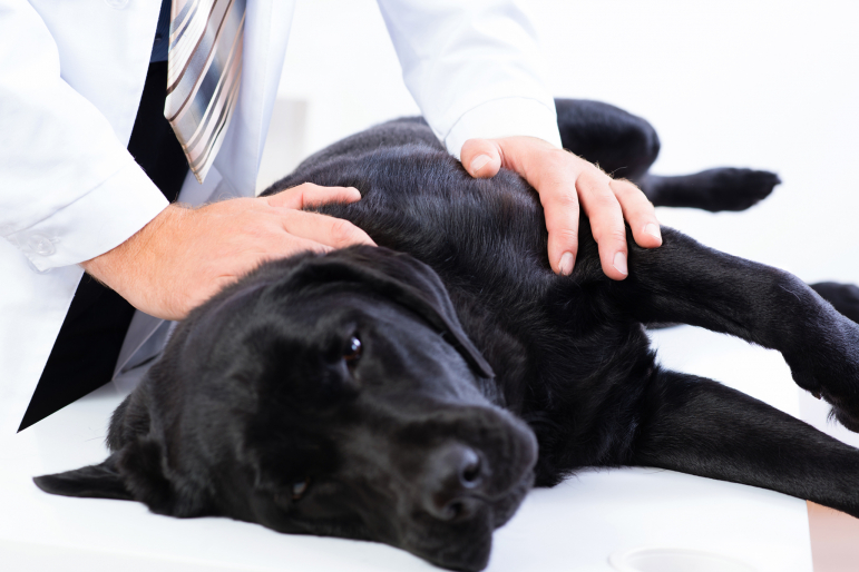 labrador noir chez le vétérinaire