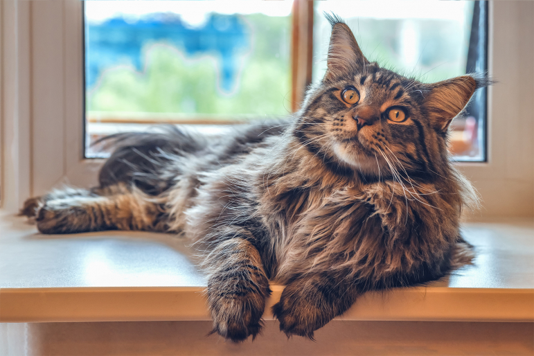 maine-coon-10-choses maine-coon-10-choses