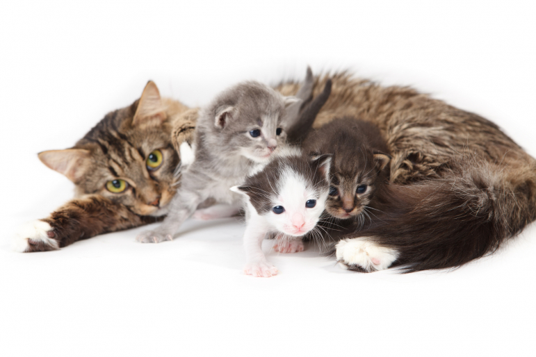 maman chat avec des chatons maman chat avec des chatons
