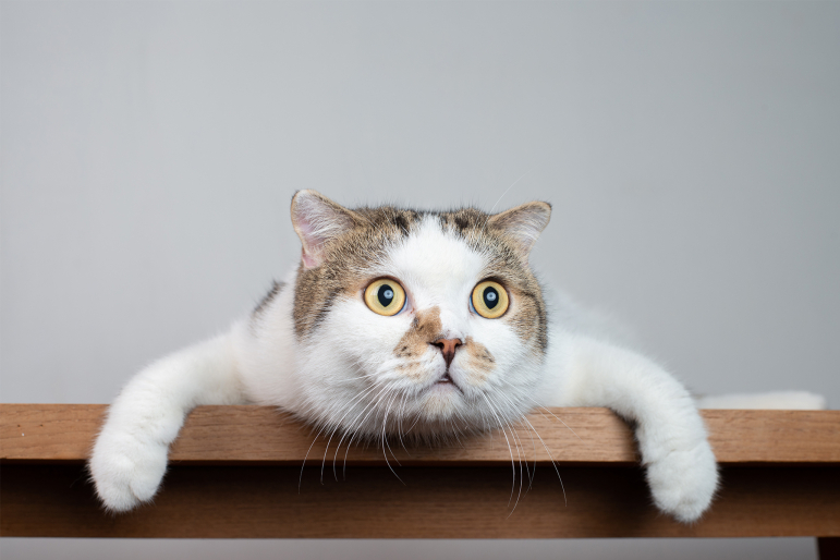 nettoyer-yeux-chat nettoyer-yeux-chat