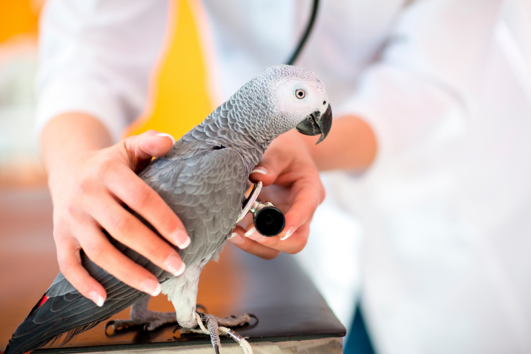oiseau - vétérinaire oiseau - vétérinaire