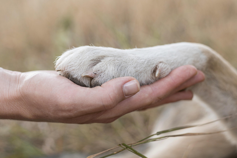 pattes-chien-propres