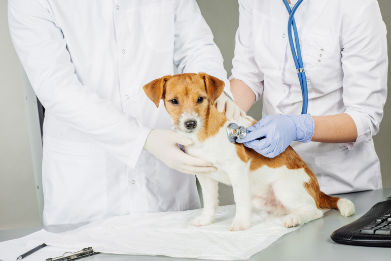 petit chien chez le vétérinaire petit chien chez le vétérinaire