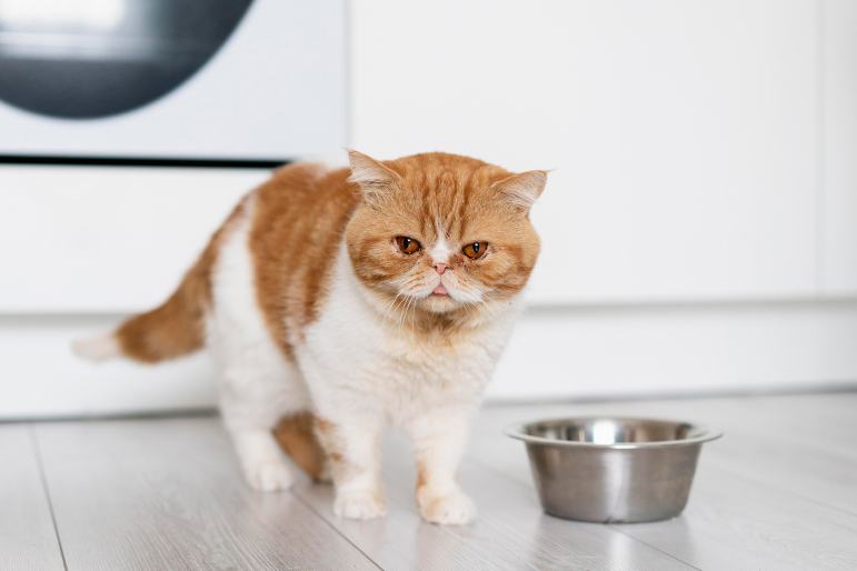 transition alimentaire chez le chat