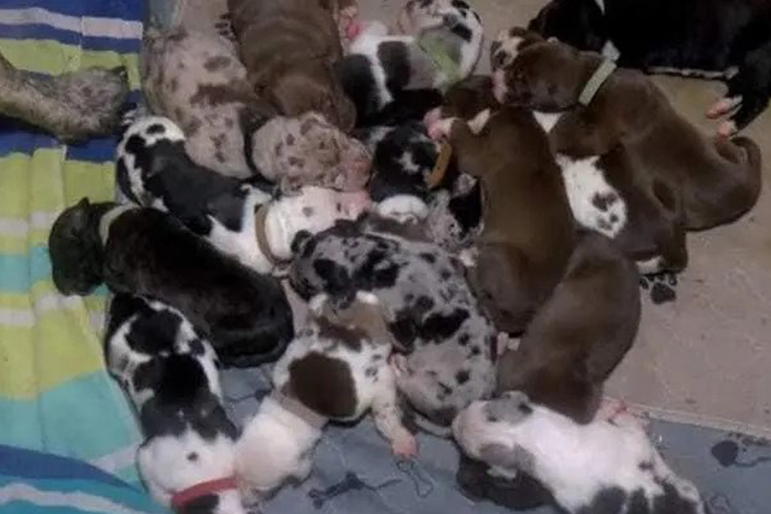 Une femelle dogue allemand a donné naissance à 21 chiots Une femelle dogue allemand a donné naissance à 21 chiots