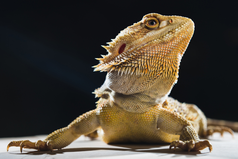 pogona pogona