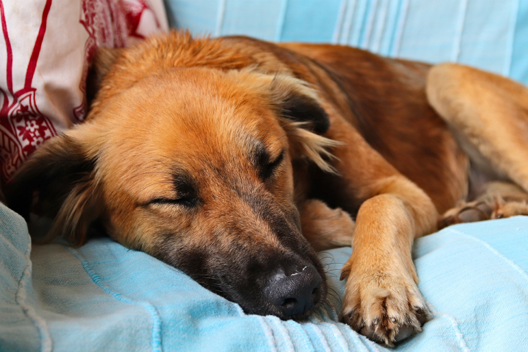 Quelle est la température normale d'un chien et comment la prendre