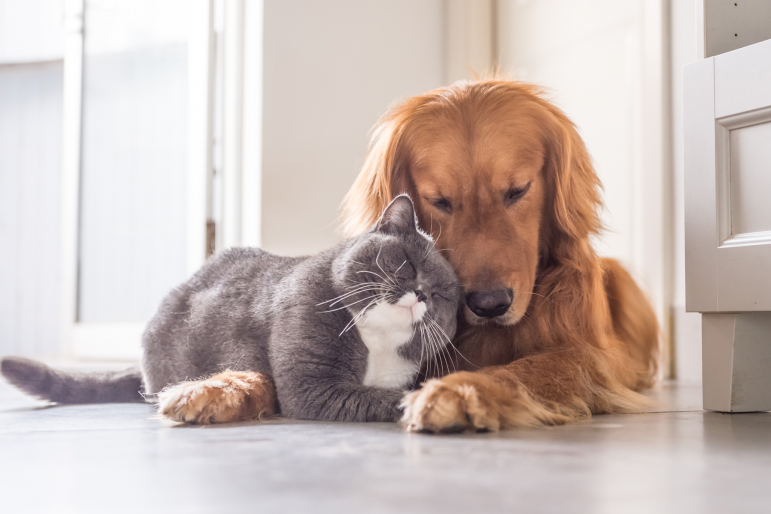 chien et chat se calinant