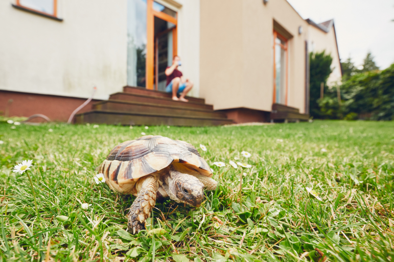 tortue terrestre