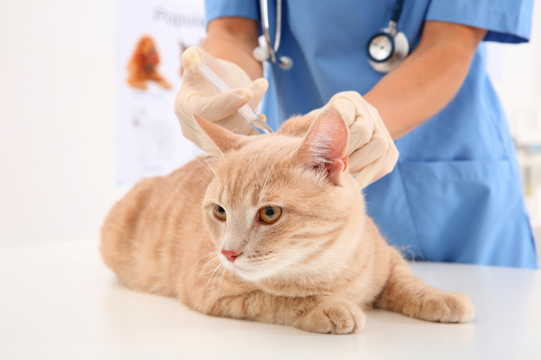 chat se faisant vacciner chat se faisant vacciner