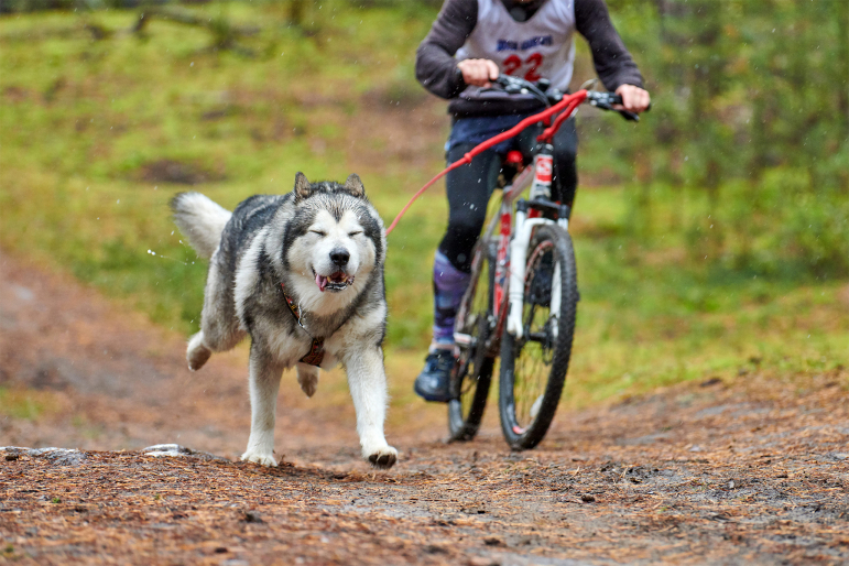 Accessoires pour faire du vélo avec votre chien