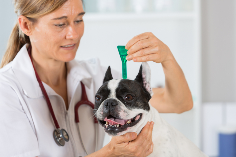 chien se faisant mettre un antiparasitaire par un véto