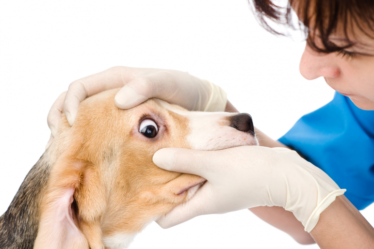 véto qui examine les yeux d'un chien