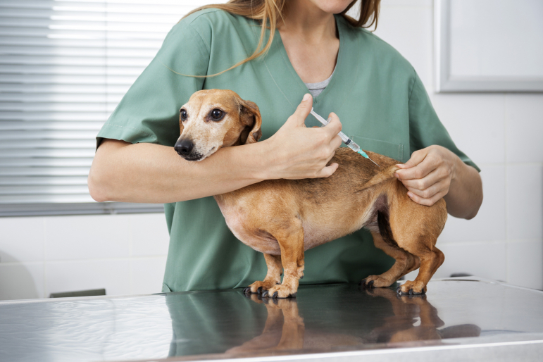 chien recevant une piqûre chez le véto