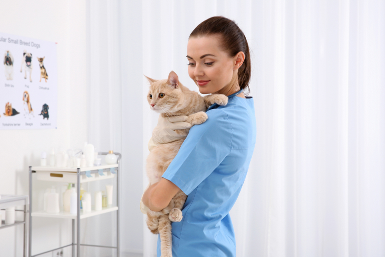 chat beige dans les bras d'une vétérinaire chat beige dans les bras d'une vétérinaire